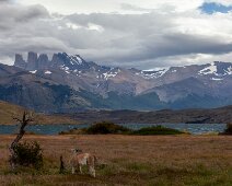 IMG_5253 14/01/2019 - Ce guanaco n'imagine pas la chance qu'il a par rapport à ses collègues végétant dans des zoos à travers le monde. Guanacos rule here, we have never...